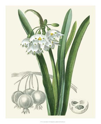 Framed Les Fleurs Blanches I Print