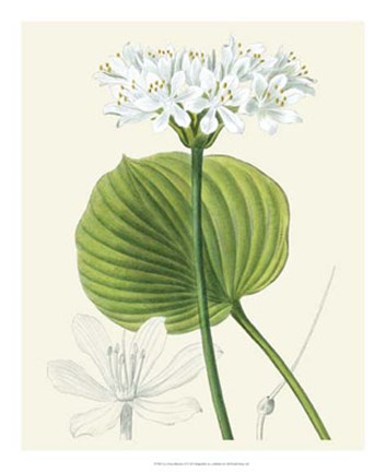 Framed Les Fleurs Blanches II Print