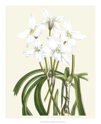 Framed Les Fleurs Blanches III Print