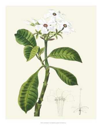 Framed Les Fleurs Blanches IV Print