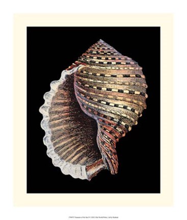 Framed Treasures of the Sea IV Print