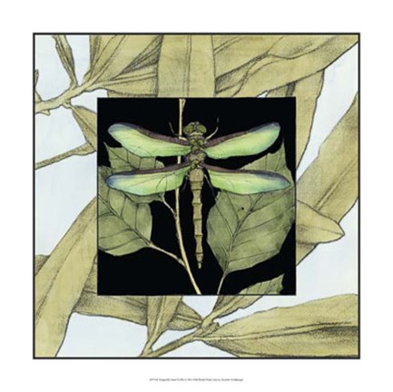 Framed Dragonfly Inset II Print