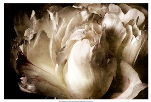 Framed Elegant Peony I Print