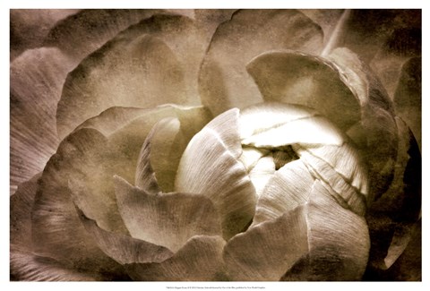 Framed Elegant Peony II Print