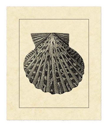 Framed Vintage Shell II Print