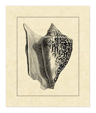Framed Vintage Shell IV Print