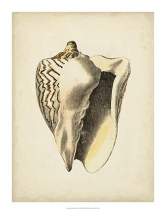 Framed Sealife Collection I Print