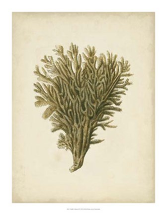 Framed Sealife Collection II Print