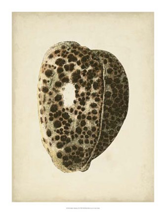 Framed Sealife Collection III Print