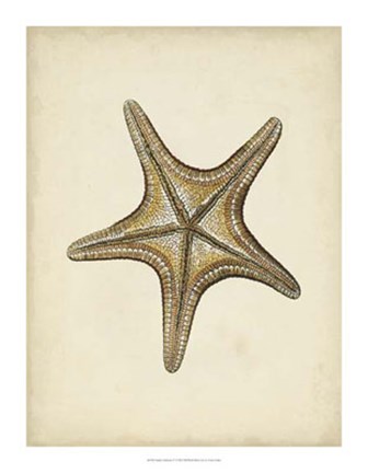 Framed Sealife Collection IV Print