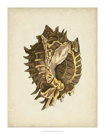 Framed Sealife Collection VI Print