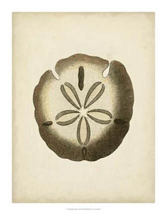 Framed Sealife Collection IX Print