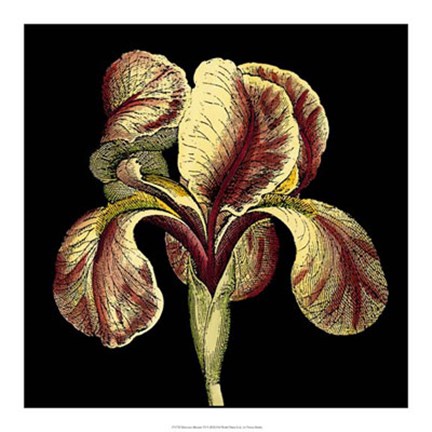 Framed Dramatic Blooms VI Print