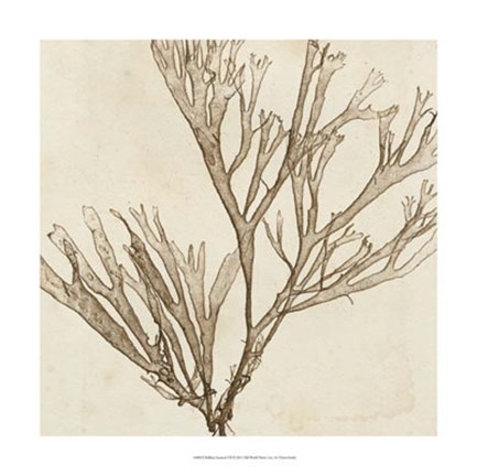 Framed Brilliant Seaweed VII Print