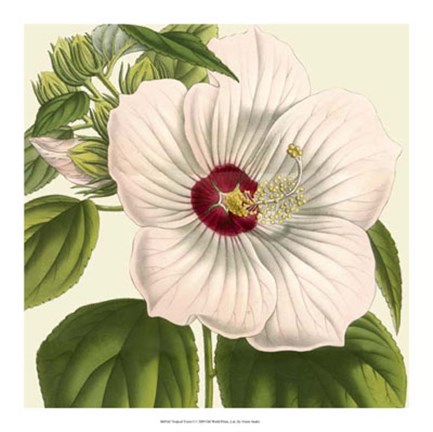 Framed Tropical Vision I Print