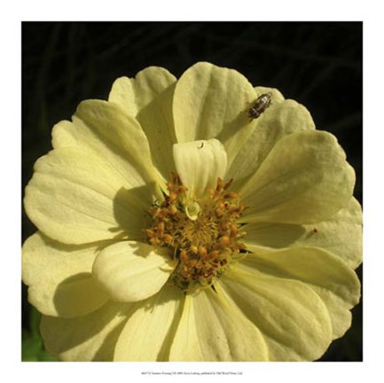 Framed Summer Evening I Print