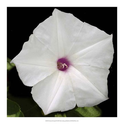 Framed Summer Evening II Print