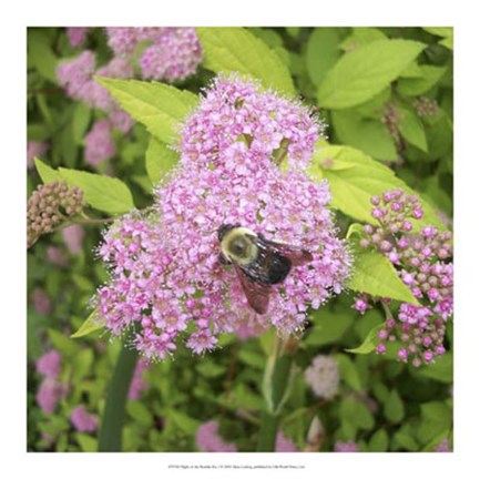 Framed Flight of the Bumble Bee I Print