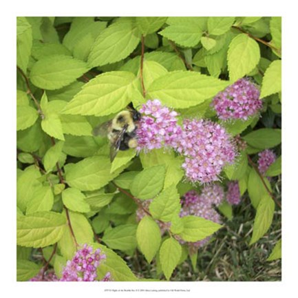 Framed Flight of the Bumble Bee II Print