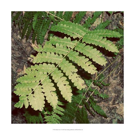 Framed Shady Grove I Print