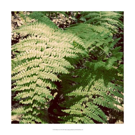 Framed Shady Grove II Print