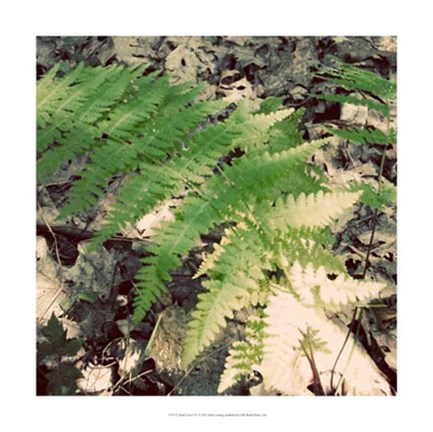 Framed Shady Grove IV Print