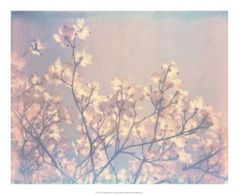 Framed Flowering Dogwood II Print