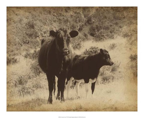 Framed Lone Star Cows I Print