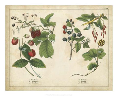Framed Kitchen Fruits II Print