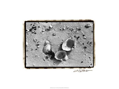 Framed Sand Treasures IV Print
