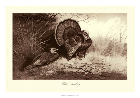 Framed Wild Turkey Print
