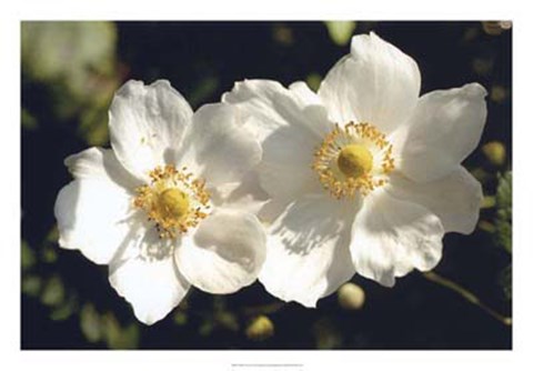 Framed White Twins Print