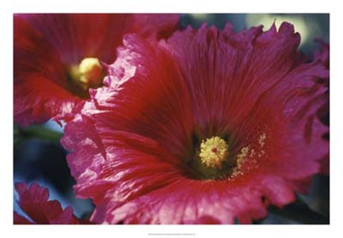 Framed Red Hollyhock Print