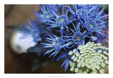 Framed Drummond Blue Print