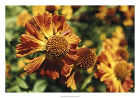 Framed Flora Splash Print