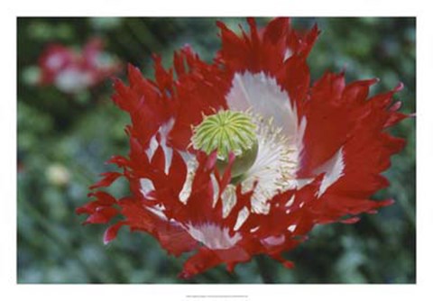 Framed Raglin Red Poppy Print