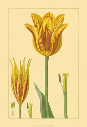 Framed Tulipe Bossuelle Print