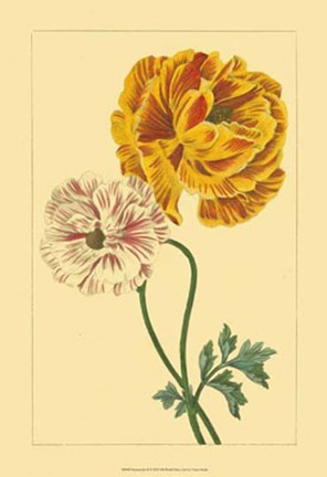 Framed Ranunculus II Print