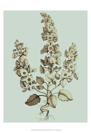 Framed Small Imperial Munting II Print