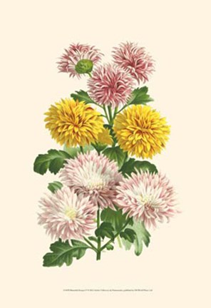 Framed Bountiful Bouquet V Print