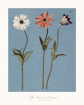 Framed Three Daisies Print