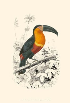 Framed Birds of Costa Rica I Print