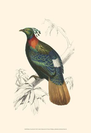 Framed Birds of Costa Rica II Print