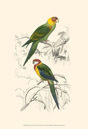 Framed Birds of Costa Rica IV Print