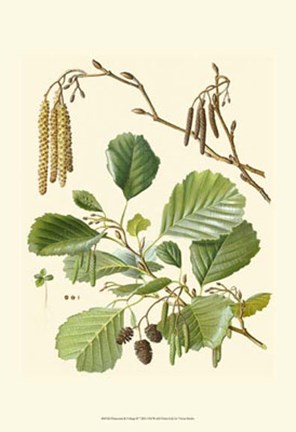 Framed Pinecones &amp; Foliage II Print