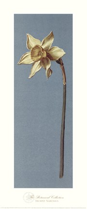 Framed Trumpet Narcissus Print