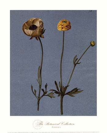 Framed Poppies Print