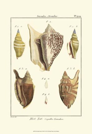 Framed Strombe Shells, Pl. 409 Print
