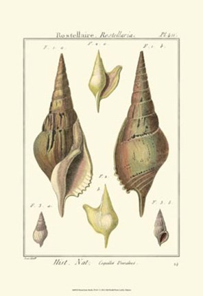 Framed Rostellaire Shells, Pl. 411 Print