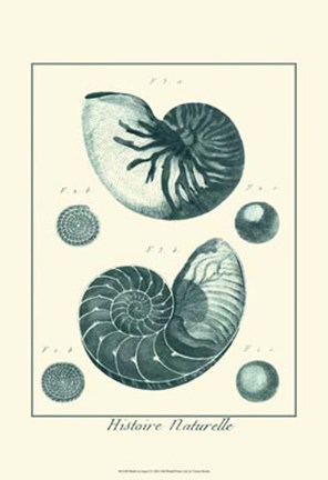 Framed Shells in Aqua I Print